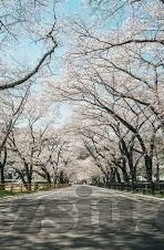 日韩黄色av免费看-日韩影视文化探索，从艺术视角看成人内容的多元呈现